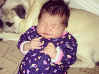 Τα pug κάνουν τα καλύτερα μαξιλάρια…